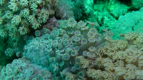 Поліпи коралів Квіткового горщика (Goniopora sp.) висхід від хвильового струму . — стокове відео