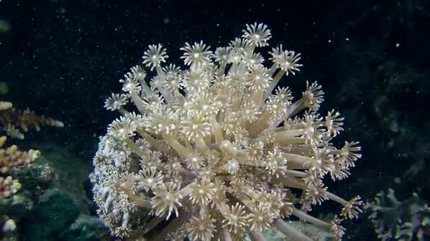 A virágcserép coral (Goniopora sp.), a sötét háttéren polipok. — Stock videók