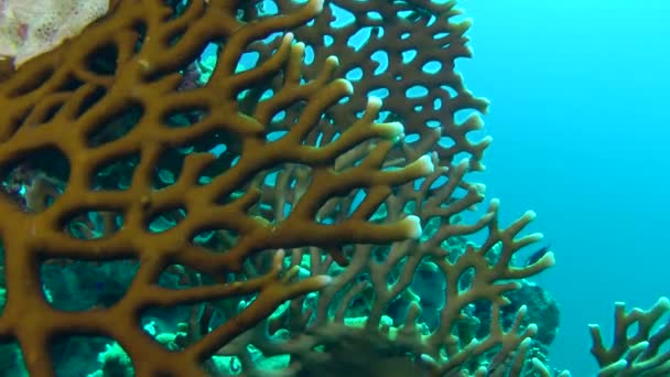 Net ateş Coral (Millepora dichotoma), dalları yakın çekim. — Stok video