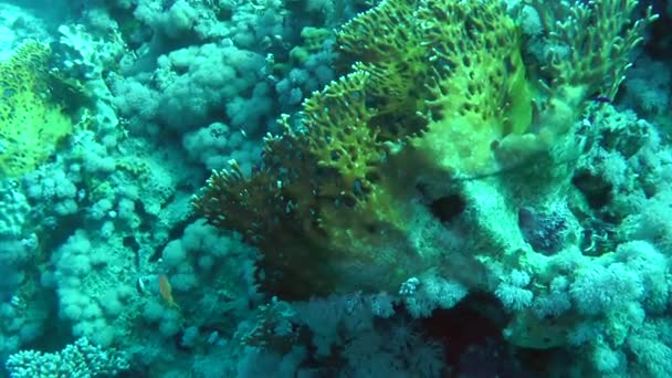 La fotocamera si avvicina lentamente al cespuglio di corallo di fuoco netto (dicotoma Millepora), che cresce sul pendio della barriera corallina . — Video Stock