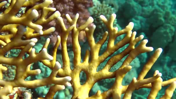 Os ramos de Net Fire Coral (dicotoma de Millepora), close-up . — Vídeo de Stock