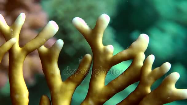 The branches of Net Fire Coral (Millepora dichotoma), close-up. — Stock Video