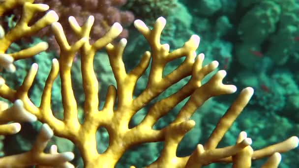 De takken van netto brand Coral (Millepora dichotoma). — Stockvideo