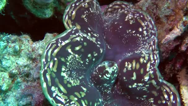 Coloratissimo mantello di Vongole Giganti (Tridacna gigas) sporgente tra le conchiglie, primo piano . — Video Stock