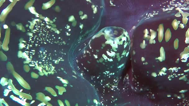 Dev istiridye (Tridacna gigas) parlak renkli manto arasında kabuklar, çıkıntılı yakın çekim. — Stok video