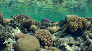 Su yüzeyinin arka planındaki resifin tepesindeki farklı renkli mercanların manzaralı resmi..