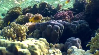 Su yüzeyinin arka planındaki resifin tepesindeki farklı renkli mercanların manzaralı resmi..