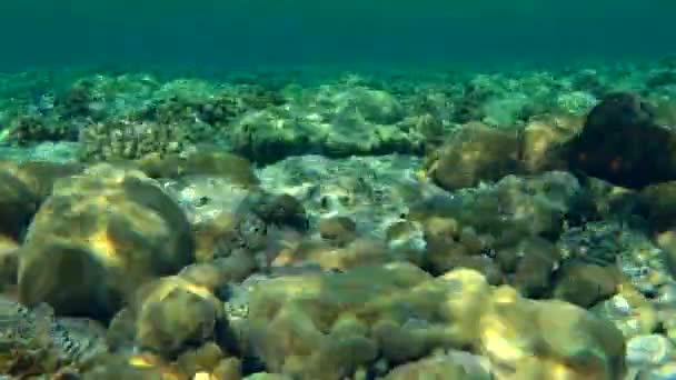 Parches solares de luz jugando en el cerebro y corales de piedra encima de un arrecife de coral . — Vídeos de Stock