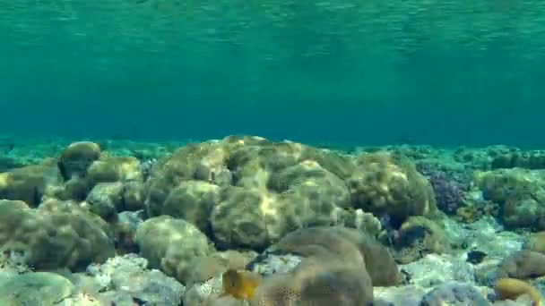 Parches solares de luz jugando en el cerebro y corales de piedra encima de un arrecife de coral . — Vídeos de Stock