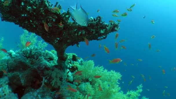 Skrubba tabell coral (Acropora pharaonis) runt som flyta färgglad korall fisk. — Stockvideo