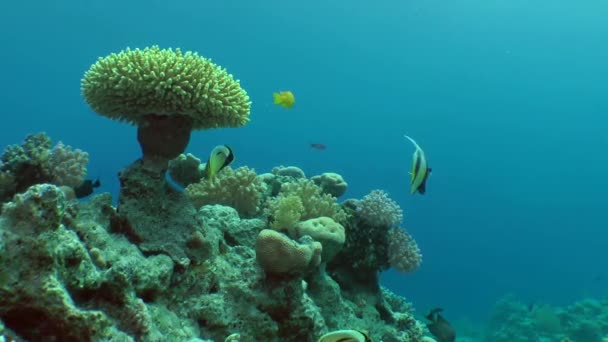 Malebný obrázek korálový útes s korály Acropora a barevnými exotických ryb. — Stock video