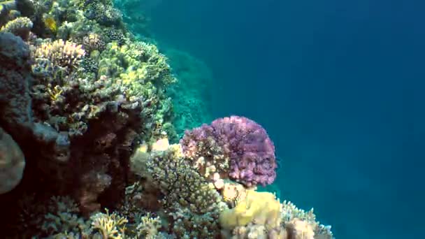 水の柱を背景にサンゴ礁の上に色とりどりのサンゴ礁の風景. — ストック動画