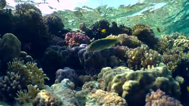Scenic beeld van verschillende soorten kleurrijk koraal aan de bovenkant van het rif op de achtergrond van het wateroppervlak. — Stockvideo