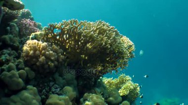 Net ateş Coral (Millepora dichotoma) ve çeşitli parlak mercan resif su sütunu arka plan üzerinde üst.