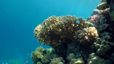 Net ateş Coral (Millepora dichotoma) ve çeşitli parlak mercan resif su sütunu arka plan üzerinde üst.