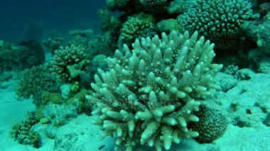 Staghorn mercan (Acropora sp.) mercan Bahçe arka planı çalı.