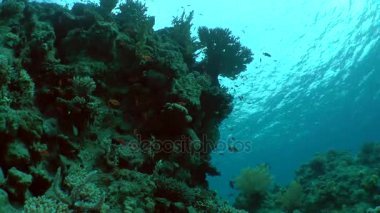 Silhouette bir mercan kayalığı ve çevresinde su yüzeyi arka plan üzerinde Yüzme balık.