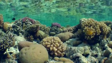 Çok renkli mercan üst kısmında mercan kayalığı su yüzeyinin bir aynadaki yansımasıdır.