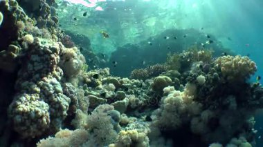 Çapraz güneş ışınları bir parlama geniş atış bir mercan kayalığı yamaçta döküm..