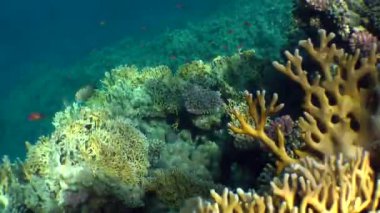 NET ateş Coral (Millepora dichotoma), parlama renkli mercanlar üzerinde güneş ışığı su yüzeyine yakın:.