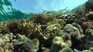 NET ateş Coral (Millepora dichotoma), parlama renkli mercanlar üzerinde güneş ışığı su yüzeyine yakın:.