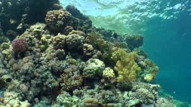 Sert ve yumuşak mercanlar mercan kayalığı, güneşli, yamaçta çeşitli geniş vurdu.