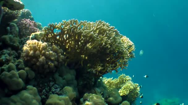 Netzfeuerkoralle (Millepora dichotoma) und verschiedene Arten heller Korallen an der Spitze des Riffs auf dem Hintergrund der Wassersäule. — Stockvideo