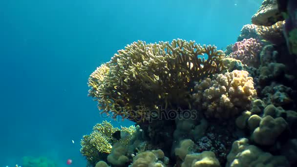 Чистый огненный коралл (дихотома миллепоры) и различные виды ярких кораллов на вершине рифа на фоне водяного столба . — стоковое видео