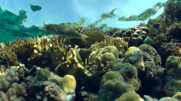 Net ateş Coral (Millepora dichotoma) ve parlak mercan resif yamacında türleri. — Stok video