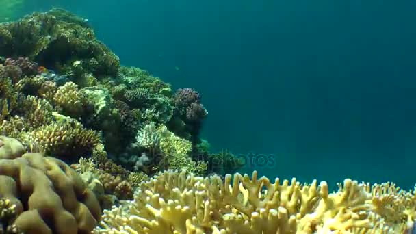 Καθαρή φωτιά Coral (Millepora dichotoma) και διάφορα είδη φωτεινό κοραλλιών στην κορυφή του υφάλου στο φόντο της στήλης νερού. — Αρχείο Βίντεο