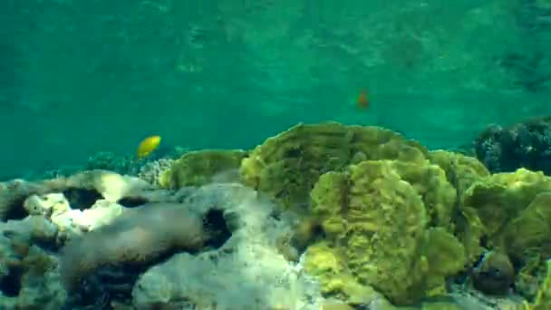 Coral de Fogo Bladed (Millepora complanata) e vários tipos de corais coloridos . — Vídeo de Stock