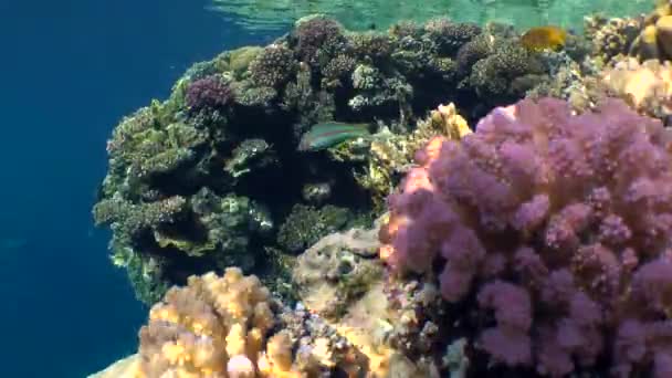 Nádherný obrázek na vrcholku útesu s různými světlé korály. — Stock video