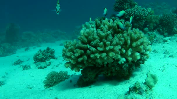 Couve-flor-de-Bush Coral (Pocillopora damicornis) com um bando de peixes Marginate dascyllus (Dascyllus marginatus) ). — Vídeo de Stock