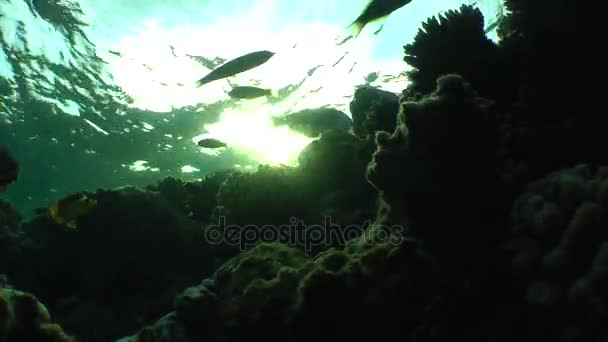 Bir mercan kayalığı silüeti dışarı ayar güneş ışınlarının. — Stok video