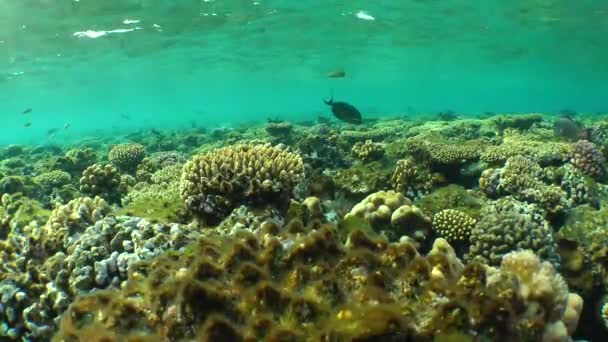 W górnej części rafy z różnych rodzajów koralowców i ryb pływających wokół w ciepłym wieczornym świetle. — Wideo stockowe