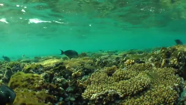 Le sommet du récif avec différents types de corail et de poissons nageant dans la douce lumière du soir . — Video