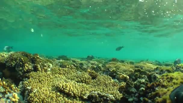 Die Spitze des Riffs mit verschiedenen Arten von Korallen und Fischen im weichen Abendlicht. — Stockvideo
