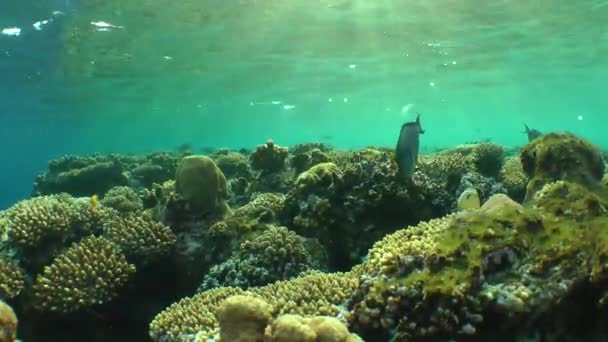 Die Spitze des Riffs mit verschiedenen Arten von Korallen und Fischen, die in den Strahlen der untergehenden Sonne schwimmen. — Stockvideo