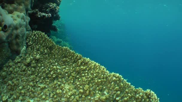 De bovenkant van het rif met verschillende soorten koraal en vissen zwemmen rond in zachte avondlicht. — Stockvideo