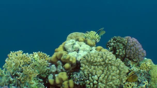 Incredibile immagine di una barriera corallina con vari tipi di corallo e pesci dai colori vivaci . — Video Stock