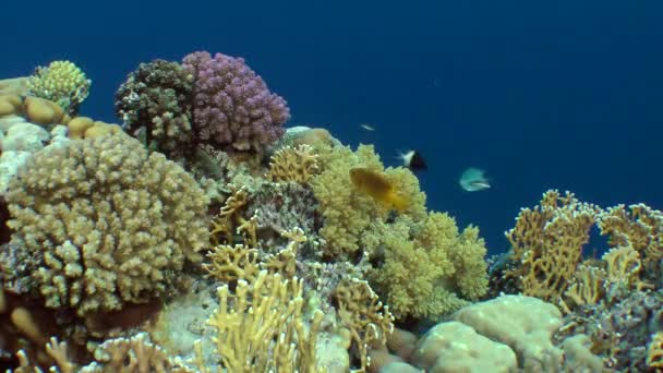 Amazing picture of a coral reef with various kinds of coral and brightly colored fish. — Stock Video