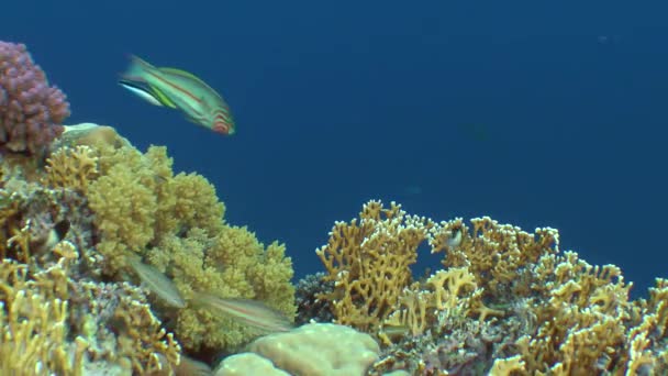 Geweldig beeld van een koraalrif met verschillende soorten koraal en felgekleurde vissen. — Stockvideo