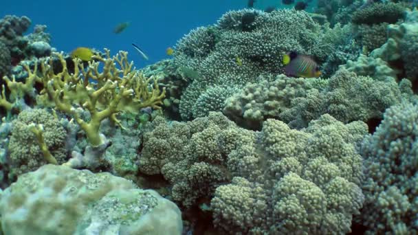 Καταπληκτική εικόνα ενός κοραλλιογενούς υφάλου με διάφορα είδη κοραλλιών και τα λαμπρά χρωματισμένα ψάρια. — Αρχείο Βίντεο