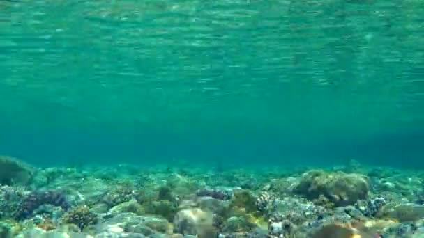 El juego de la luz del sol en aguas poco profundas de coral . — Vídeo de stock
