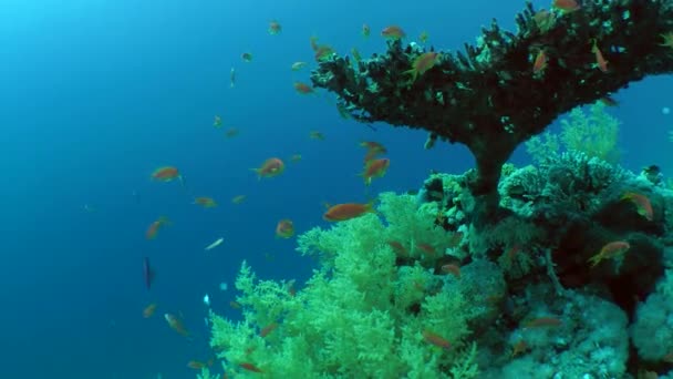 Community of different coral fishes living around Table coral — Stock Video