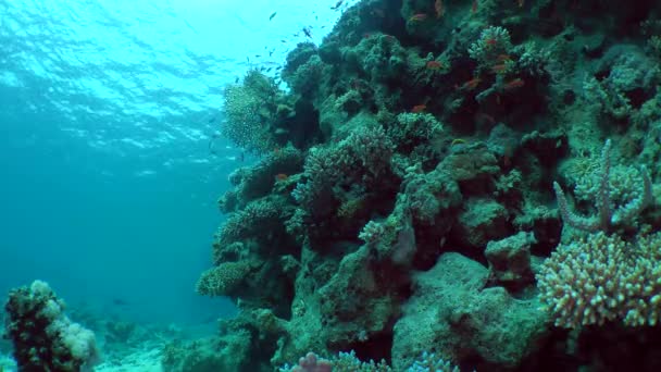 Il pendio di una barriera corallina . — Video Stock