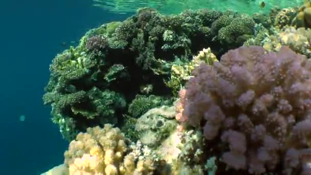 Solar bländning på flerfärgade korallrev, bred sköt. — Stockvideo