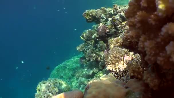 Deslumbramiento solar en arrecife de coral multicolor, tiro ancho . — Vídeos de Stock