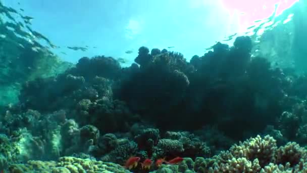 Οι ακτίνες του ήλιου διαγώνια ρίχνει ένα έντονο φως στην πλαγιά ενός κοραλλιογενούς υφάλου, μεγάλη βολή. — Αρχείο Βίντεο