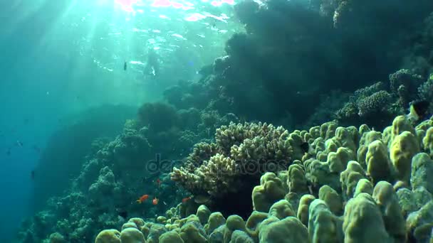 Діагональні сонячні промені відбивають на схилі коралового рифу, широкий постріл . — стокове відео